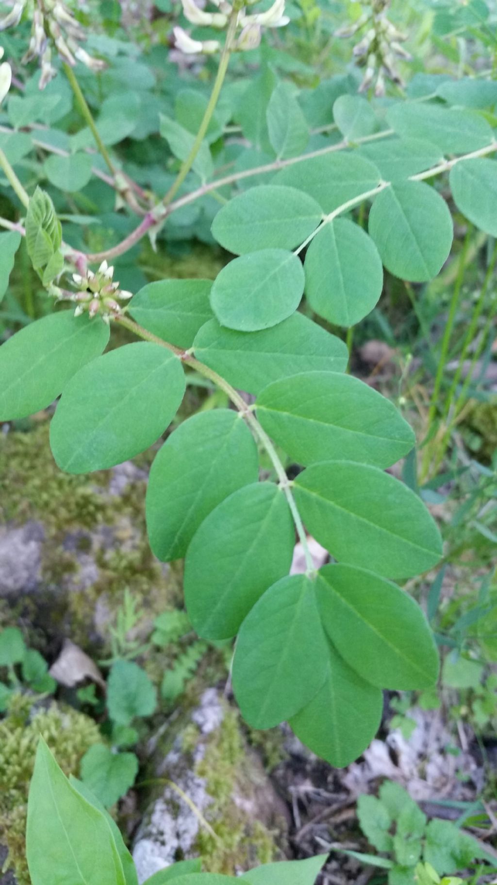 Astragalus glycyphyllos (Fabaceae)